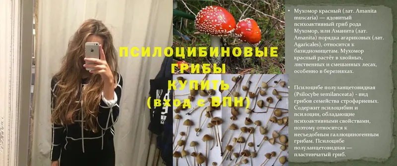 Псилоцибиновые грибы MAGIC MUSHROOMS  Котельнич 